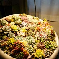 多肉植物,多肉寄せ植え,室内管理,その他部屋の画像