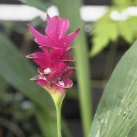 クルクマ,ジュズサンゴ,けいとう,暑さに負けないの画像