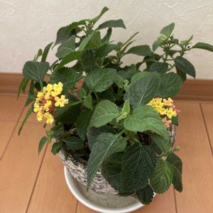 グリーン,イエロー,マンション,窓辺の画像