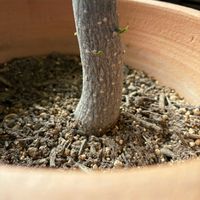 パキラ,観葉植物,グリーンのある暮らし,観葉植物のある暮らし,リビング・ダイニングの画像