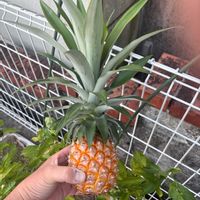 パイナップル,美味しい,甘い！,食べたあとに,家庭菜園の画像