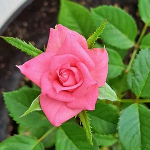 ミニバラ,ミニバラ,薔薇の挿し木,挿し木,GSの皆さまに感謝♡の画像