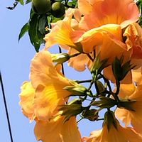ノウゼンカズラの画像