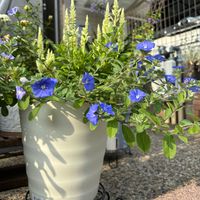 アメリカンブルー,癒し,セロシア,ありがとう♡,お花に囲まれての画像