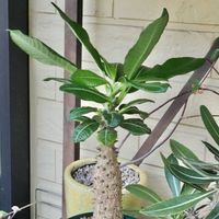 パキポディウム,成長記録,ウィンゾリーの画像