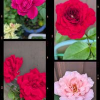 キキョウ,ホオズキ,昆虫,花のある暮らし,再度投稿の花の画像