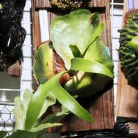 ビカクシダ,コロナリウム,成長記録の画像