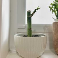 ミリオンバンブー,ミリオンバンブー,観葉植物,ダイソーの画像