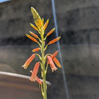 アロエ,多肉,お花,つぼみ,沖縄の画像