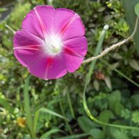 アサガオ,オシロイバナ,キク,ダリアの画像