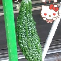 ゴーヤ,プランター栽培,種からの栽培,ゴーヤの栽培,小さな庭の画像