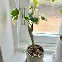 ポリシャス,ポリシャス,観葉植物の画像