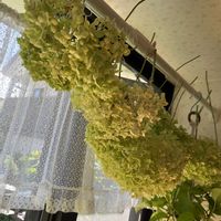 アナベル,ドライフラワー,小さな幸せ,優しい気持ち,嬉しい開花の画像