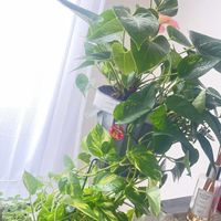 アンスリウム,ポトス,観葉植物,ピンクの花,自然光の画像