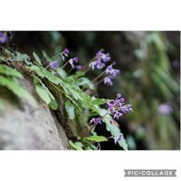 イワタバコ,イワタバコ,元気をありがとう٩( ᐛ )و,山野草,キュートの画像