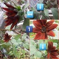 ボリジ,ハジーの向日葵,ピンクの花,コラージュ仲間達,発泡スチロール箱植えの画像