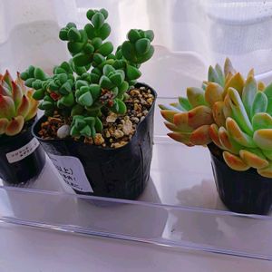 もりもり多肉,ついつい購入,植中毒,モリモリにしたい,タニラーの画像