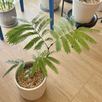 エバーフレッシュ,ピテケロビウム   エバーフレッシュ,観葉植物,成長記録,リビング・ダイニングの画像