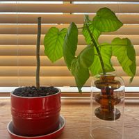 ウンベラータ,フィカス　ウンベラータ,ウンべラ－タ,観葉植物,大阪の画像