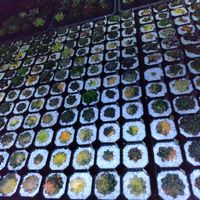 ハオルチア,ハオルチア オブツーサ,オブツーサ錦,多肉植物,ハオルチア属の画像