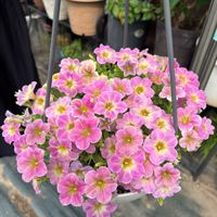 多肉寄せ植え,癒し,感謝,切り戻し,ミニ鉢の画像