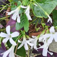 ナデシコ,ランタナ,トリアングラリス白,お出かけ先にて,花のある暮らし♡の画像