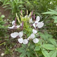 クレオメ,クレオメ,クレオメ(西洋風蝶草),散歩道の花の画像