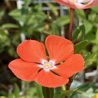 アザミ,ルリタマアザミ,ミニバラ,ニチニチソウ 夏みかん,バラ、薔薇、ばらの画像