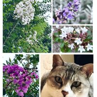 サルスベリ,ラベンダー,アベリア,ネコ好き,ねこちゃん♡の画像