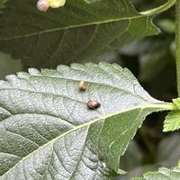コデマリ,かたつむり,なんの虫?,お気に入り♡,ご近所の画像