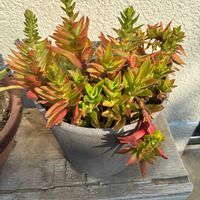 火祭り,火祭り,クラッスラ 属,多肉植物,観葉植物の画像