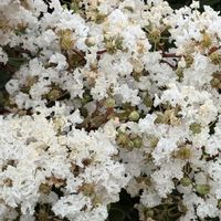 花壇,プランター,白い花❣️,庭の片隅❣️。,花との出会い❣️の画像