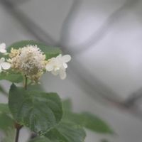ヤブデマリ,リョウブ,ノリウツギ,カシワの画像