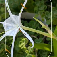 アロマティカス,ヒメノカリス・スパイダーリリー,ガーデニング,花のある暮らし,小さな庭の画像