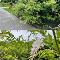 フジ,つる性植物,ピンクの花,あしかがフラワーパークの画像