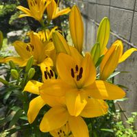 雪割草,雪割草,ビタミンカラー,暑中お見舞い申し上げます,暑中見舞いの画像