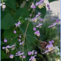 ゼラニウム,ベゴニア,タリクトラムデラバイ,タリクトラム　デラバイ,タリクトラム　デラバイの画像