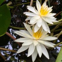 エゴノキ,スイレン,睡蓮,藪茗荷,ヤブミョウガの画像