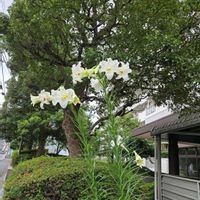 テッポウユリの画像