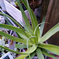 アガベ,アガベ　ブラクテオーサ,多肉植物,多肉寄せ植え,お庭の植物の画像