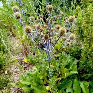 エリンジウム,マツカサアザミ,多年草,海辺,セリ科の画像
