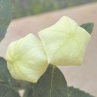キキョウ,観葉植物,お花,白い桔梗の画像