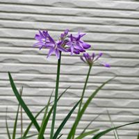 ツルバキア,ビオラ,ちっちゃいものクラブ,ピンクワールドへ ようこそ,花咲く乙女たち♡の画像