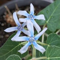 ブルースター,鉢植え,お花のある暮らし,タネまき,小さな庭の画像