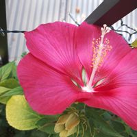 スイカ,アメリカ芙蓉,高砂芙蓉,キユーリの画像