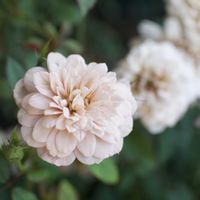 ミニバラ,ガーデニング,マイガーデン,ミニ薔薇,花のある暮らしの画像