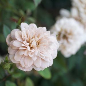 ミニバラ,ガーデニング,マイガーデン,ミニ薔薇,花のある暮らしの画像