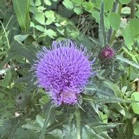 アザミ,クラスペディア,ノアザミ,素敵な出会いに感謝,今日のお花の画像