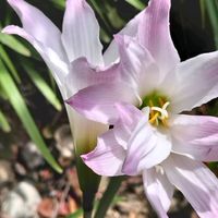 ゼフィランサス,サフランモドキ,花のある暮らし,ありがとう❤️,お花だい好きの画像
