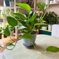 ポトス,ポトスパーフェクトグリーン,観葉植物,インテリアグリーン,リビング・ダイニングの画像